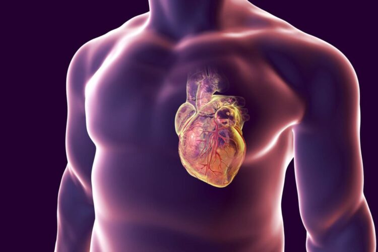 Lenyűgöző tények az emberi szívről_1