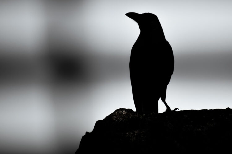 1 Ajánló Edgar Allan Poe Szokatlan Világa