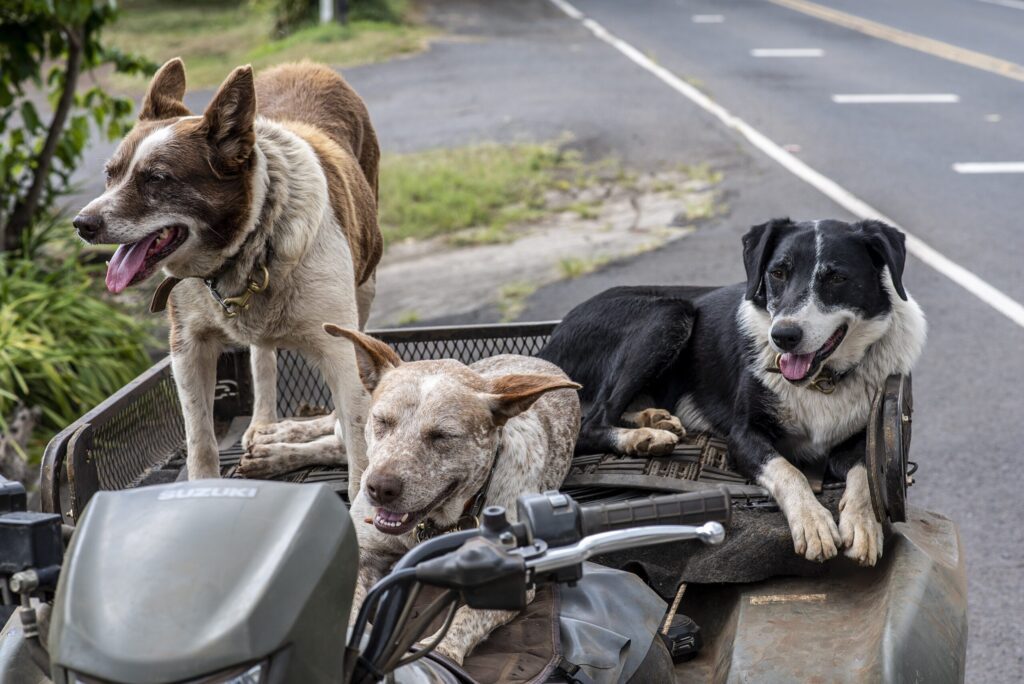 Chabotphoto dogs 4477058